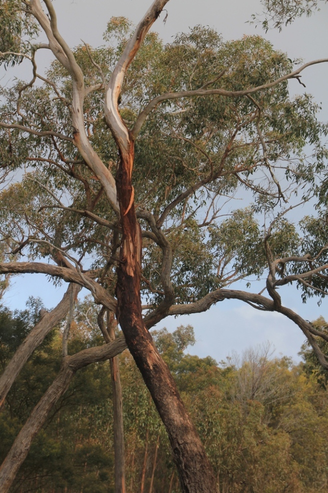 Tree with interestingly coloured bark