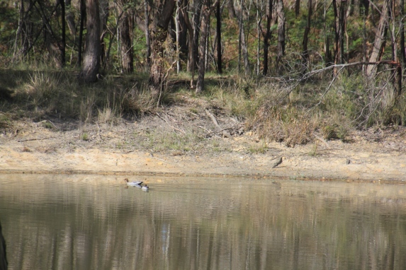 Wood ducks swimming on the dam