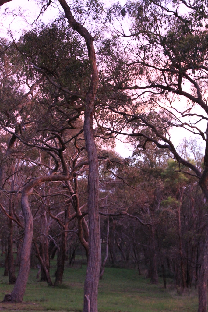 Eucalypt Trees