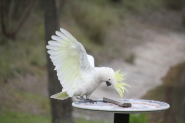 Cockatoo showing underside of wings, and the crest