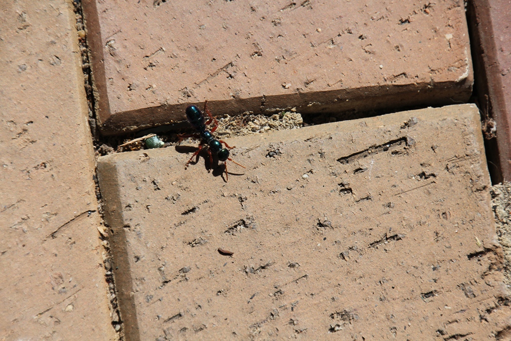 Blue Ant in Courtyard