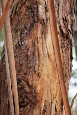Trunk with Hanging Bark