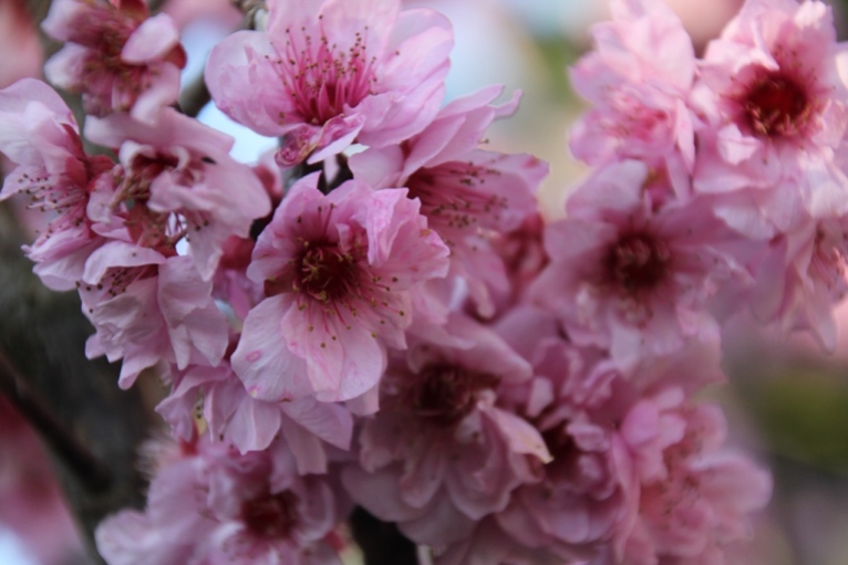 Perfumed Blossom