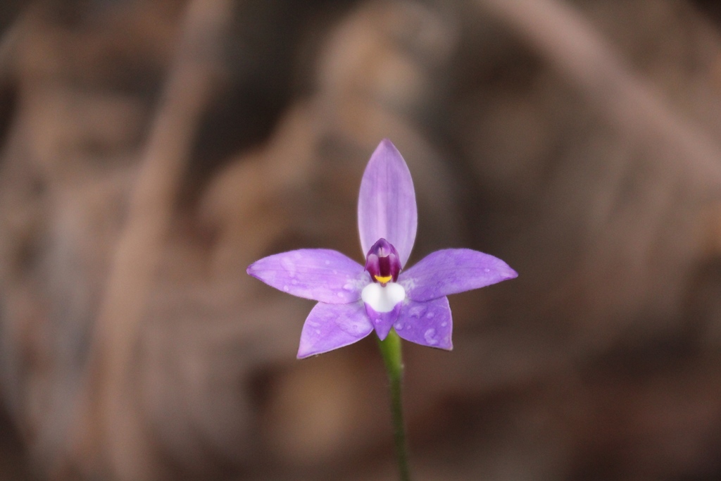 The First Waxlip Orchid this Spring