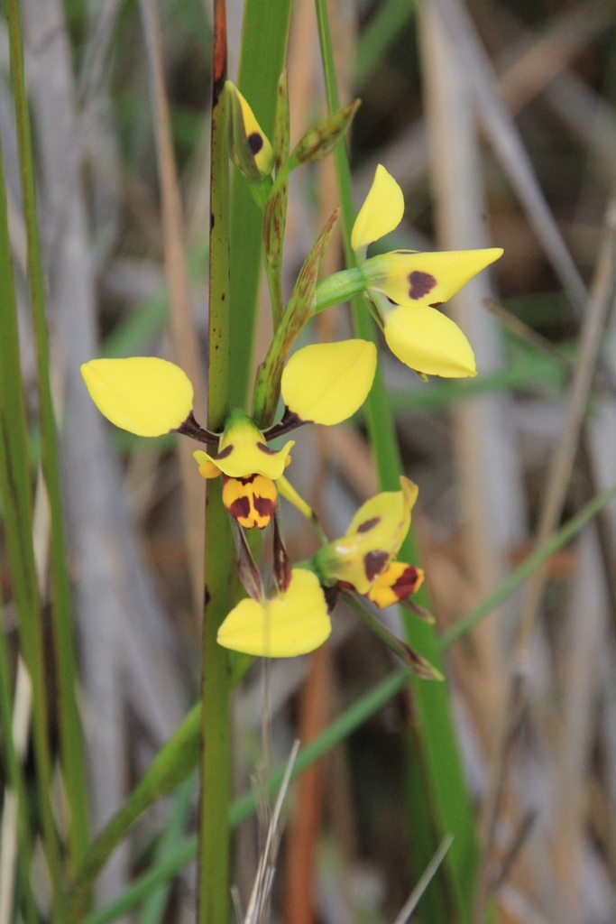 Tiger Orchid: Diuris sulphurea