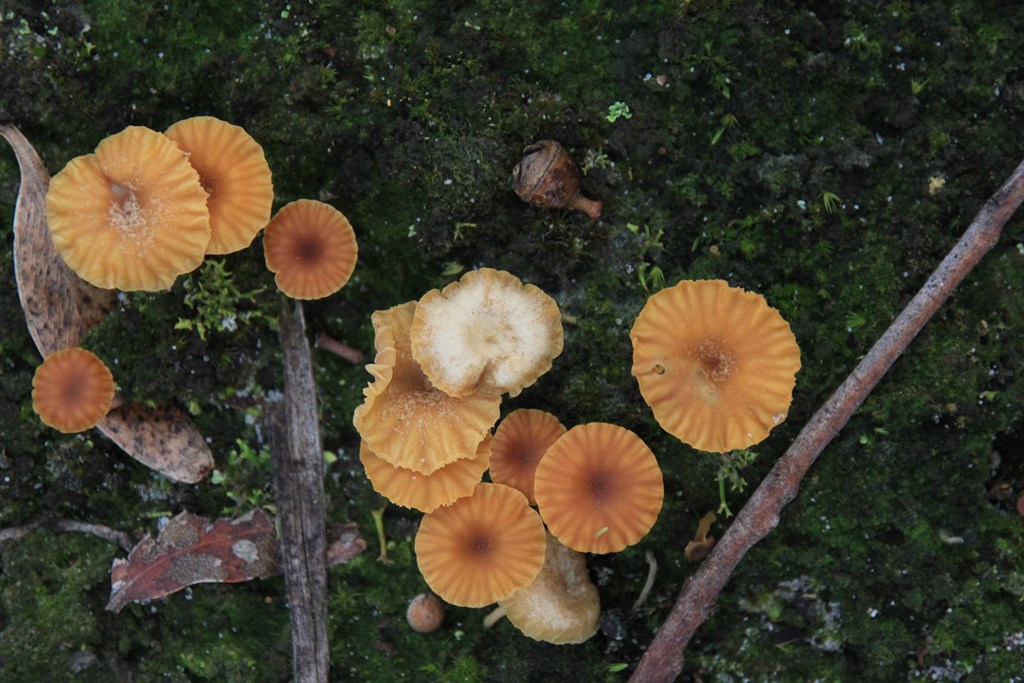 Unidentified Fungi 01