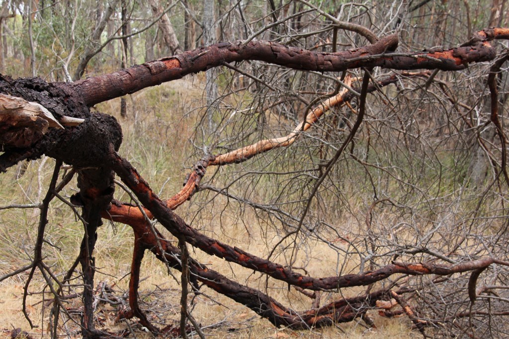 Fallen-Acacia-Tree-Landscape-Against-Dry-Scrub
