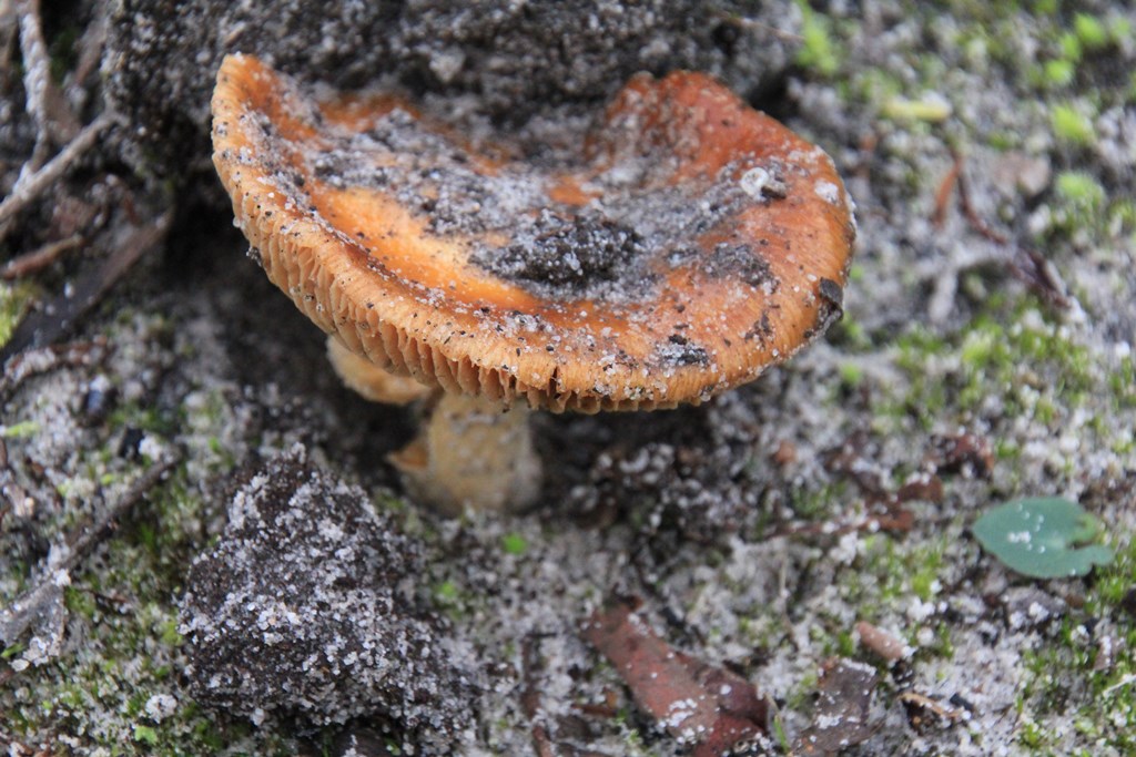 Fungi 03