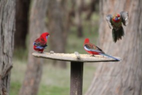 Crimson-Rosella-in-flight-at-bird-feeder