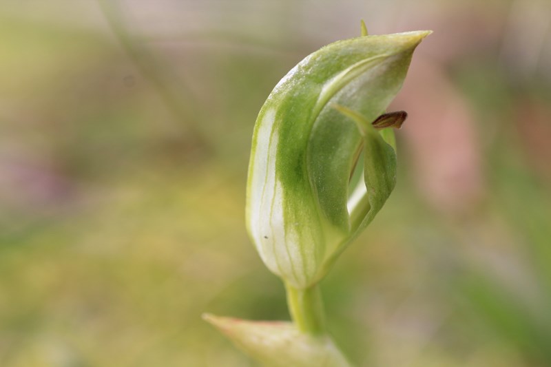 blunt-greenhood-shown-from-side-with-protruding-labellum
