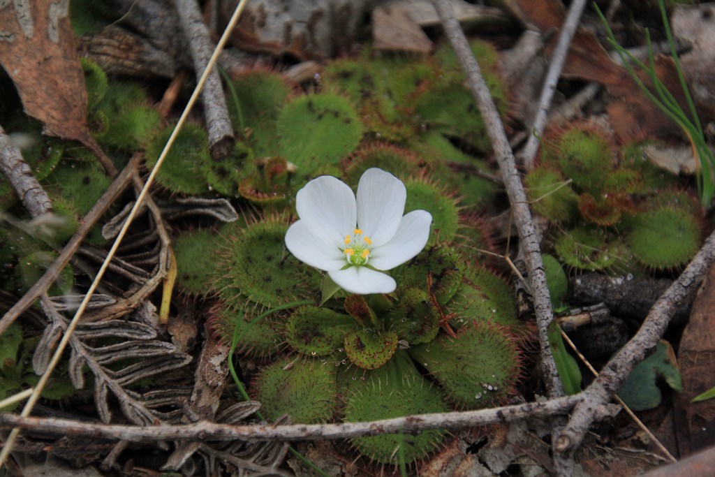 scented-sundew-insectivorous-plant-with-fallen-twigs