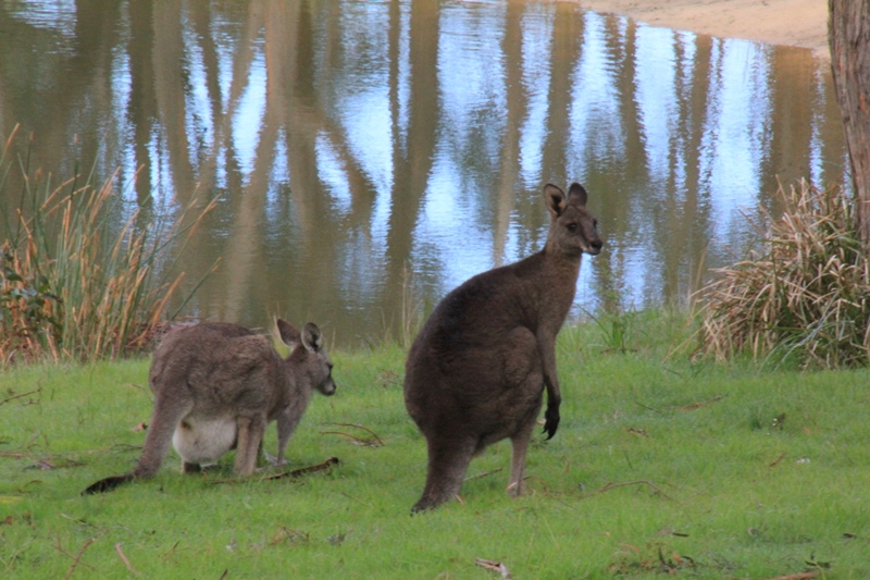 adult-male-and-female-eastern-grey-kangaroos-eating-grass