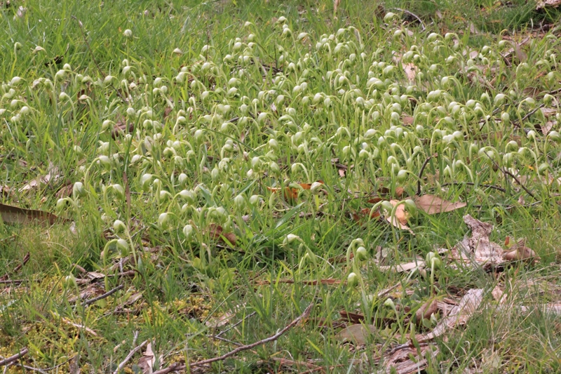 green-grass-covered-with-nodding-greenhood-orchids-growing-wild
