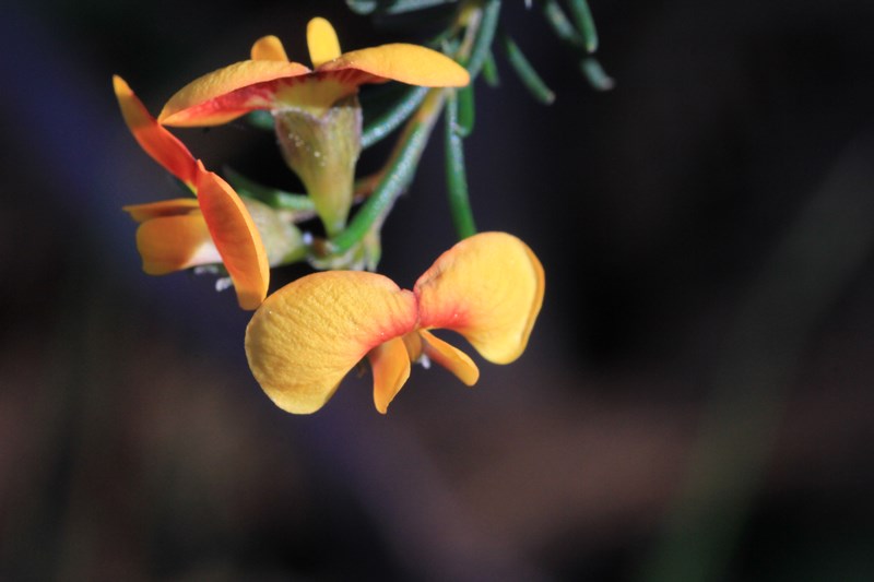 yellow-and-red-australian-native-pea-flower