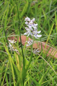 white-small-lily-flowers-against-grass-gackground