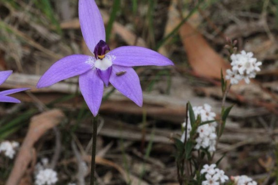 purple-flower-waxlip-orchid-against-white-flowering-heath
