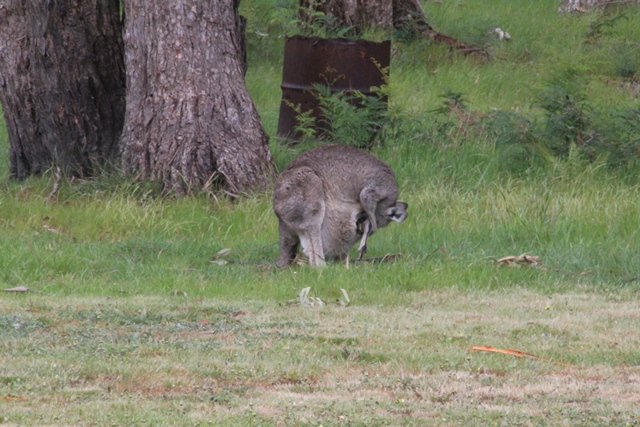 Eastern-Grey-Kangaroo-emerges-from-pouch-back-feet-first