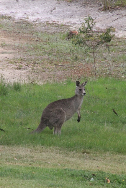 young-single-male-kangaroo-sitting up