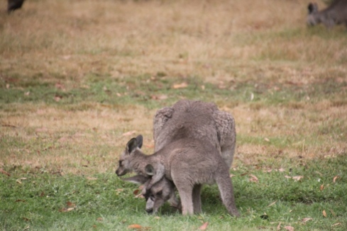 eastern-grey-joey-wrestling-with-its-mother