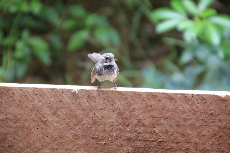 grey-fantail-sitting-on-planter-box-timber-pannel-shown-from-front