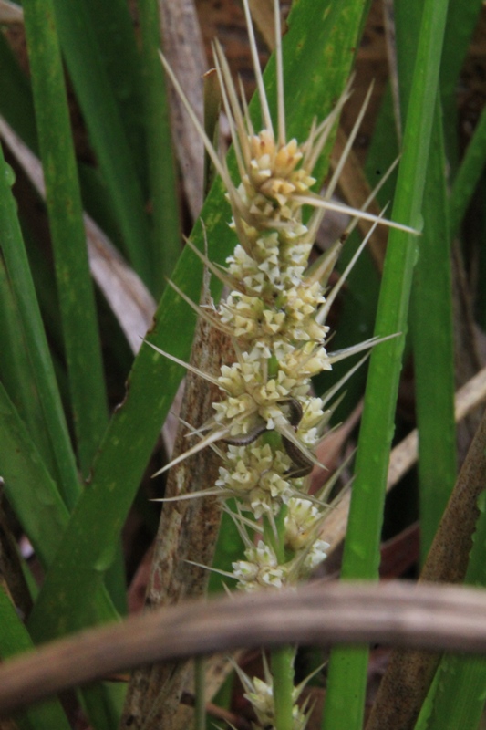 Millipede-feeding-on-spiny-headed-mat-rush-flowers