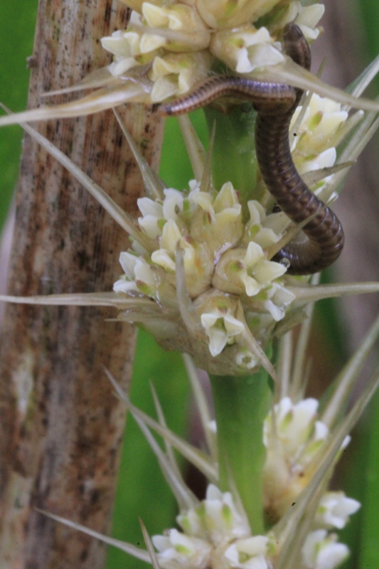 Close-up-of-spiny-headed-mat-rush-flower-head-with-millipede