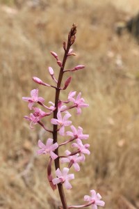 Rosy-Hyacinth-Orchid-flower-stem