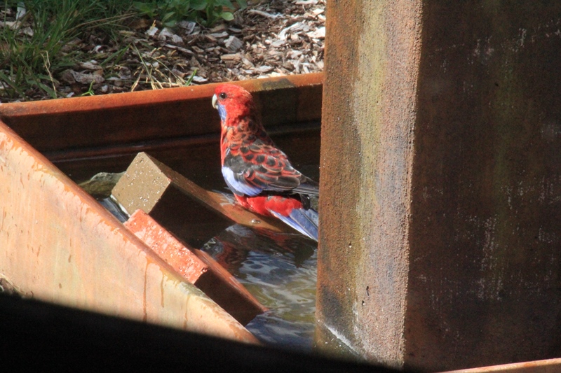Crimson-Rosella-bathing-in-water-feature