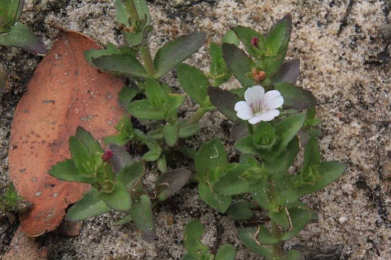 tiny-white-and-pnk-flower-growing-in-sand-around-falling-dam