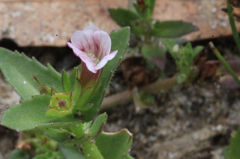 austral-brooklime-Gratiola-peruviana-pink-and-white-flowers