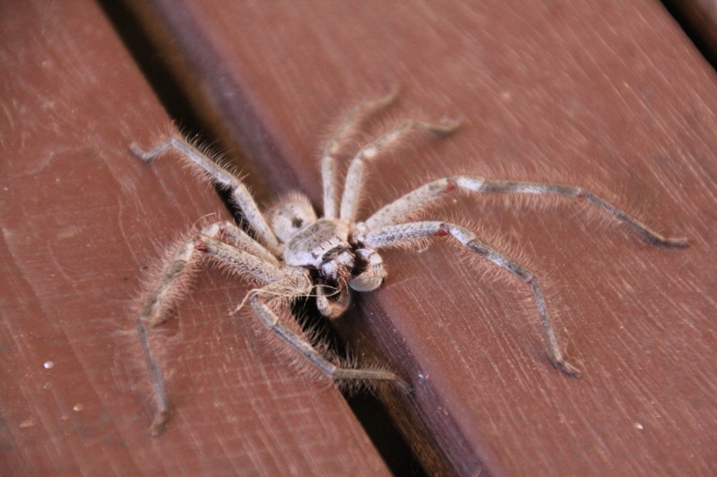 huntsman-spider-on-house-deck