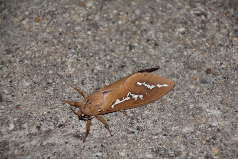 Abantiades-hyalinatus-moth-with-wings-closed 