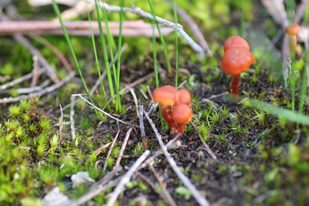 Unidentified-fungi-in-central-victoria