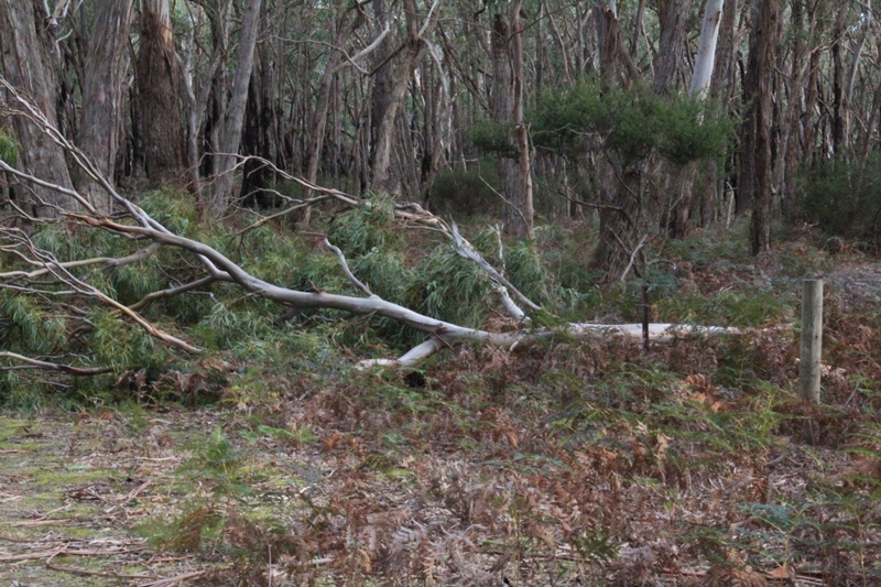 fallen-branch-on-wire-fence-in-bushland