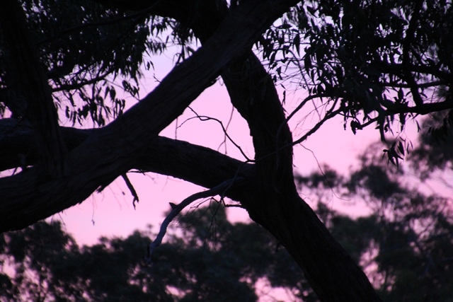 pink-and-purple-sky-on-sunset-through-tree-silhouette