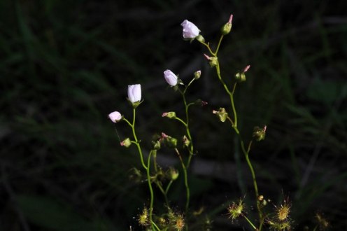 Pale-Sundew-Flowers.