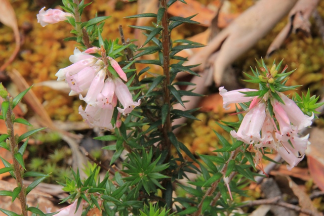 pale-pink-common-heath-growing-in-moss